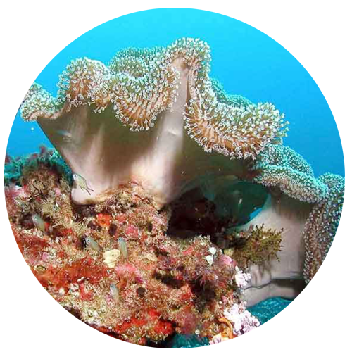 c3 a close up of a coral
