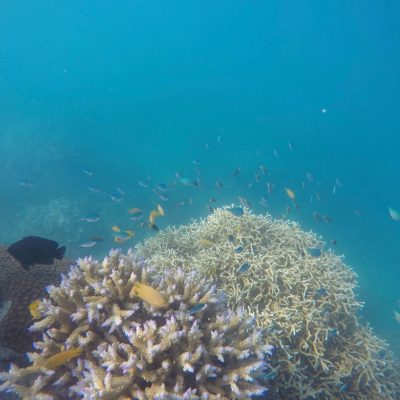underwater view of a coral