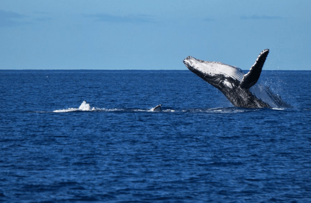 a whale jumping out of a body of water