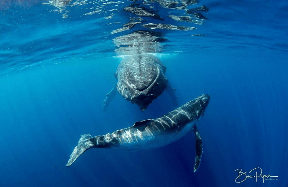 a large body of water